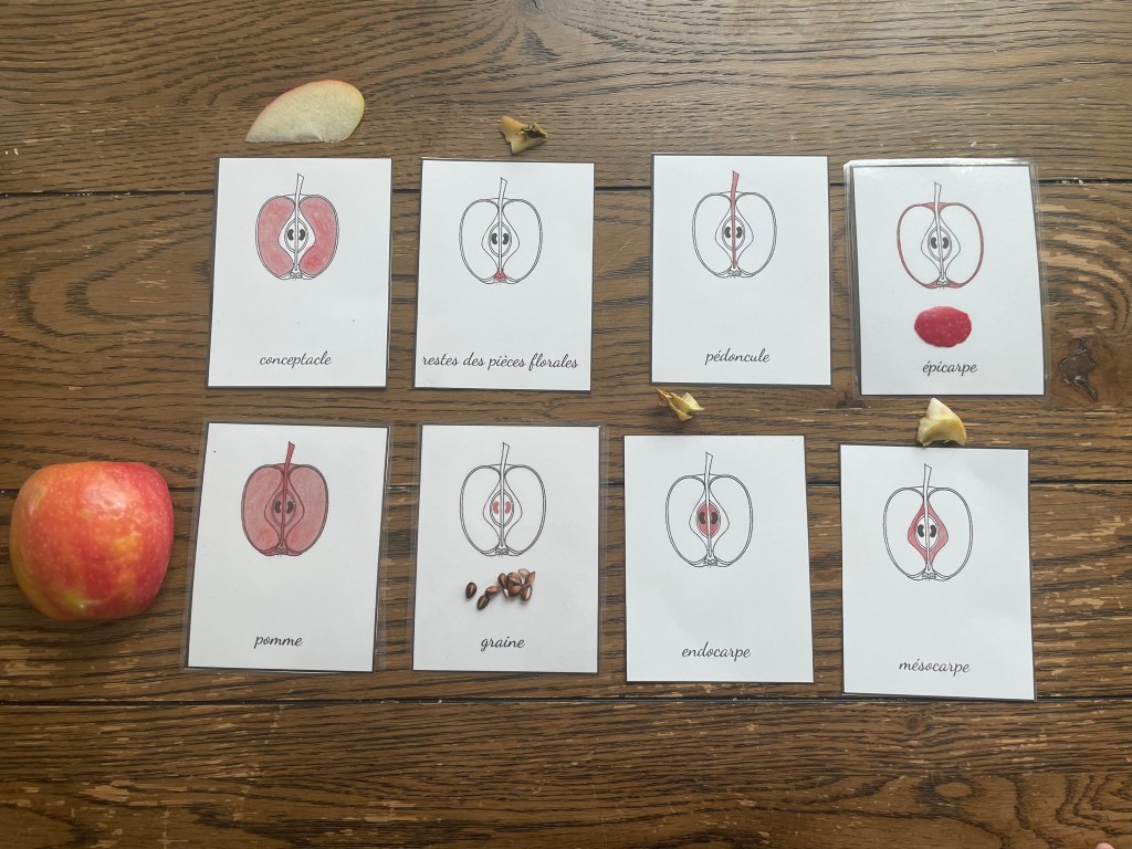 Our French Montessori Apple&nbsp;Unit